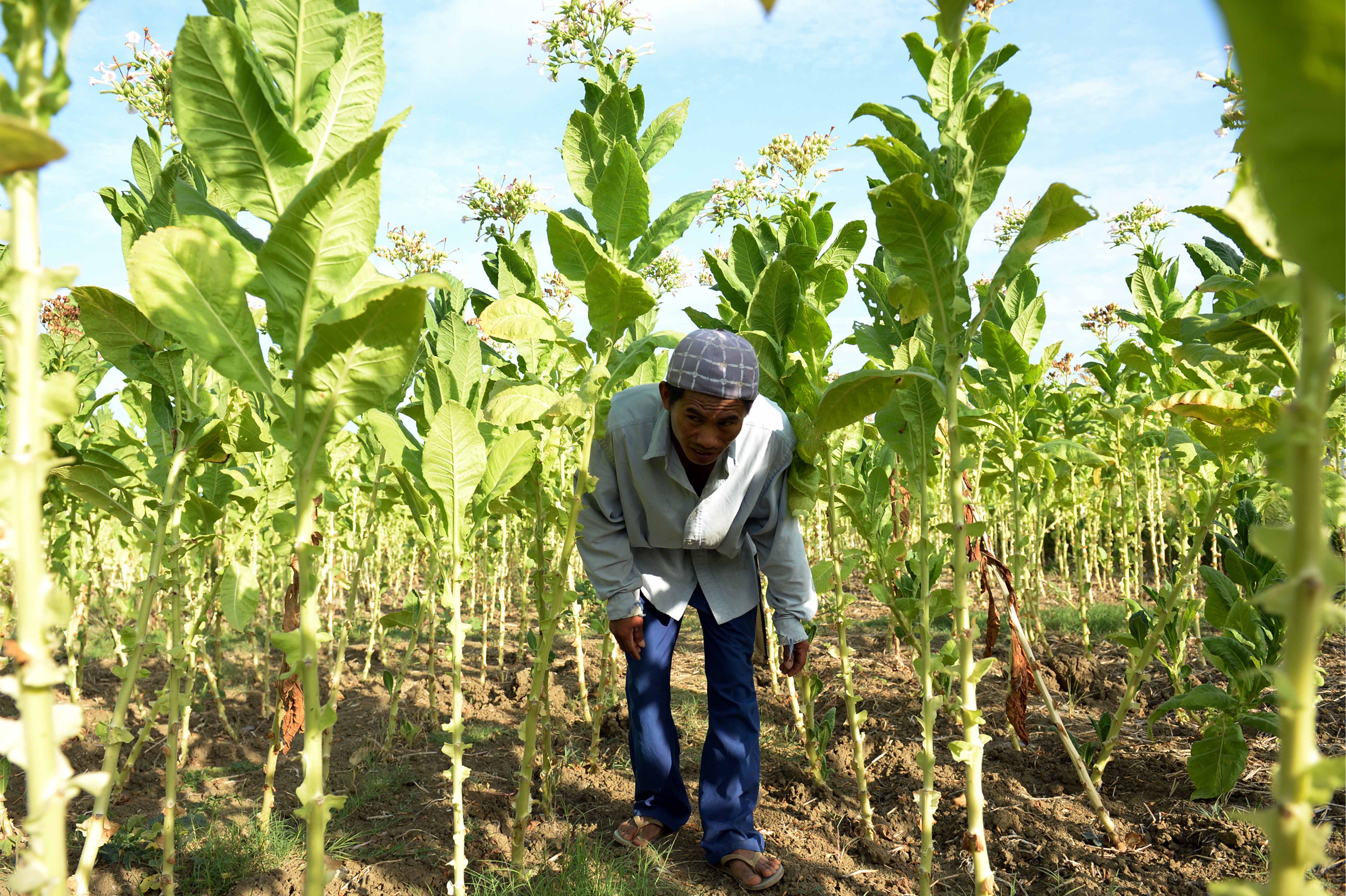 Japan Tobacco buying Philippine cigarette maker for 1bn The ASEAN Post